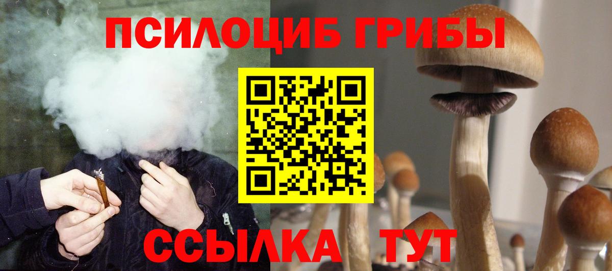 Псилоцибиновые грибы Psilocybe Бийск